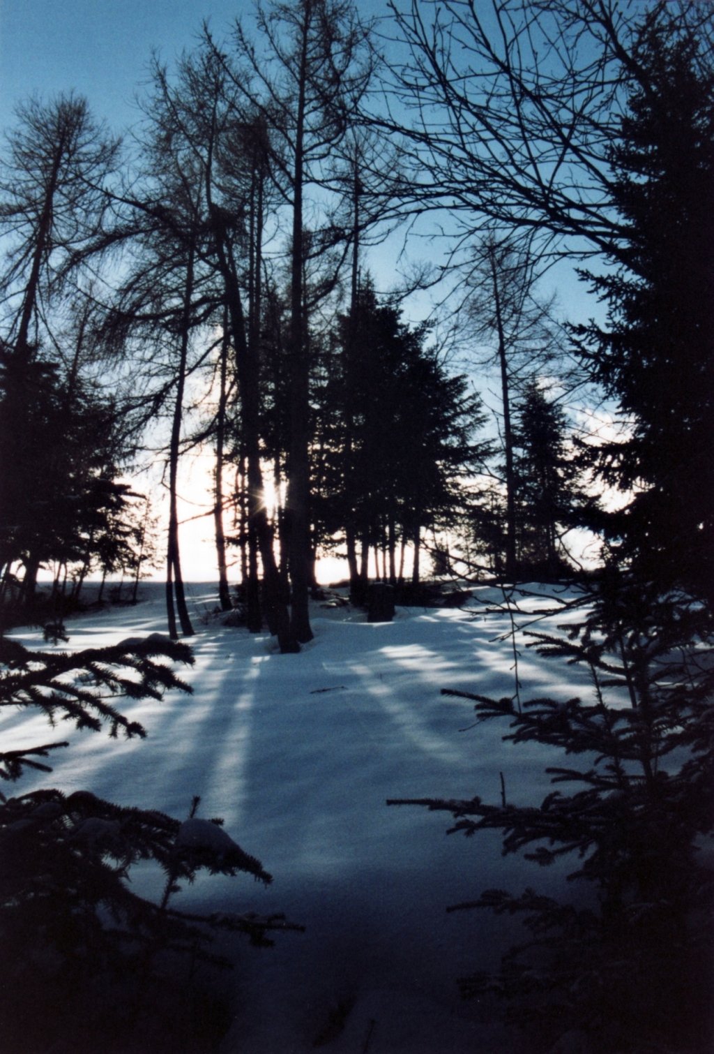 Fonds d'cran Nature Arbres - Forts Bleu hivernal