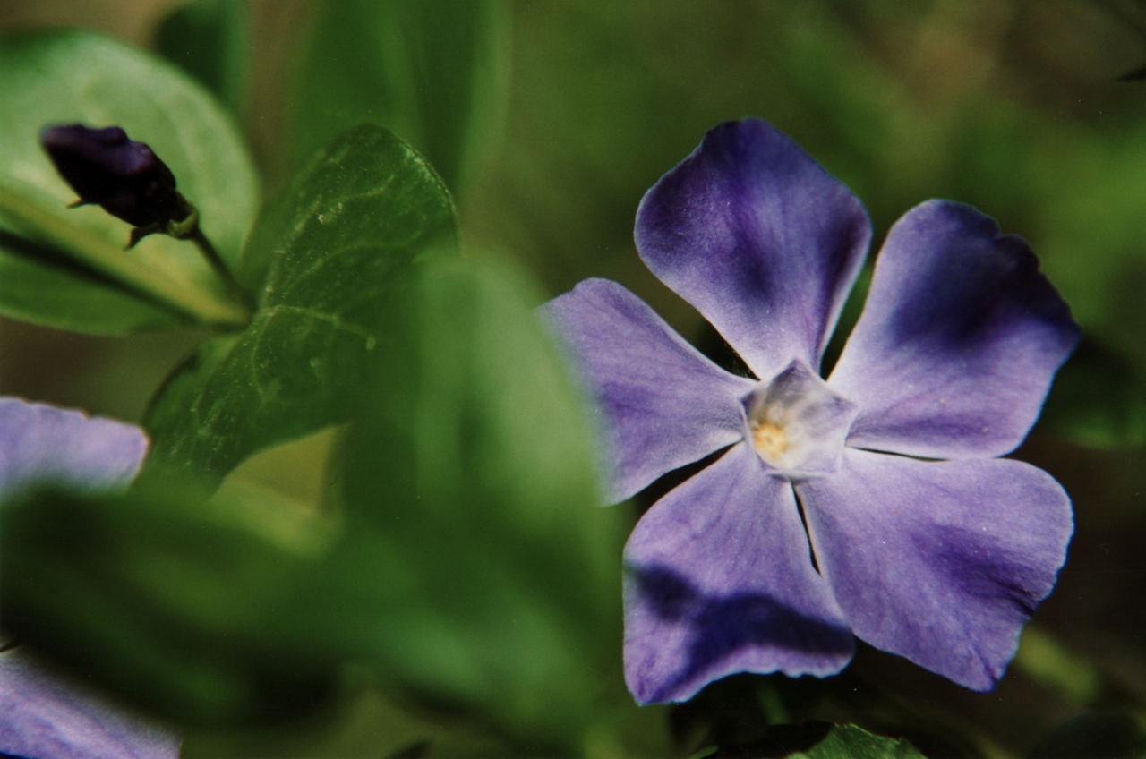 Fonds d'cran Nature Fleurs Pervenche