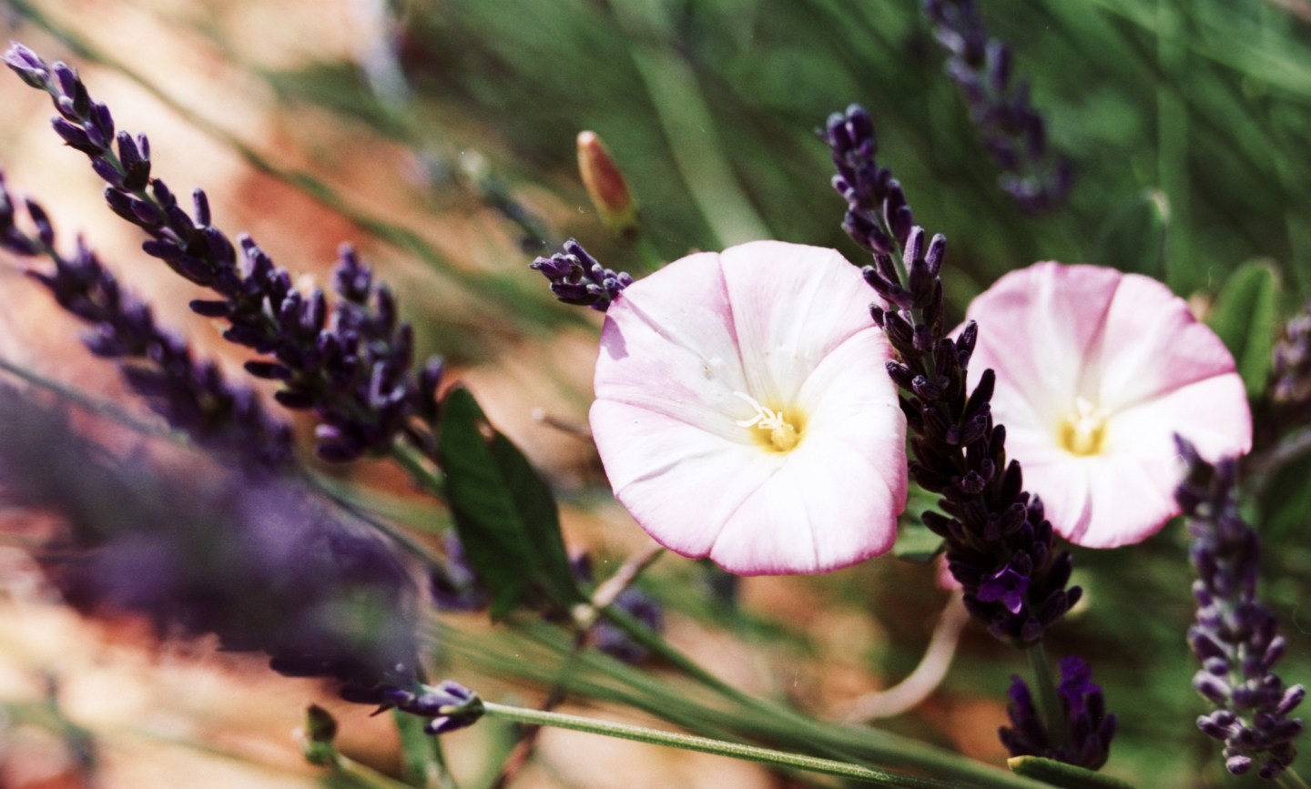 Wallpapers Nature Flowers Communion