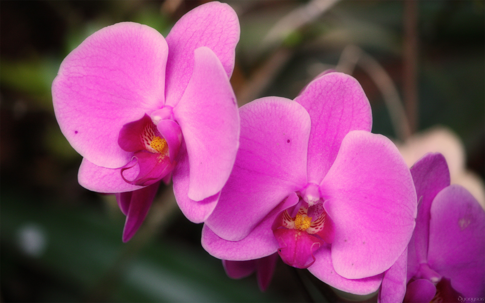 Wallpapers Nature Flowers Orchide