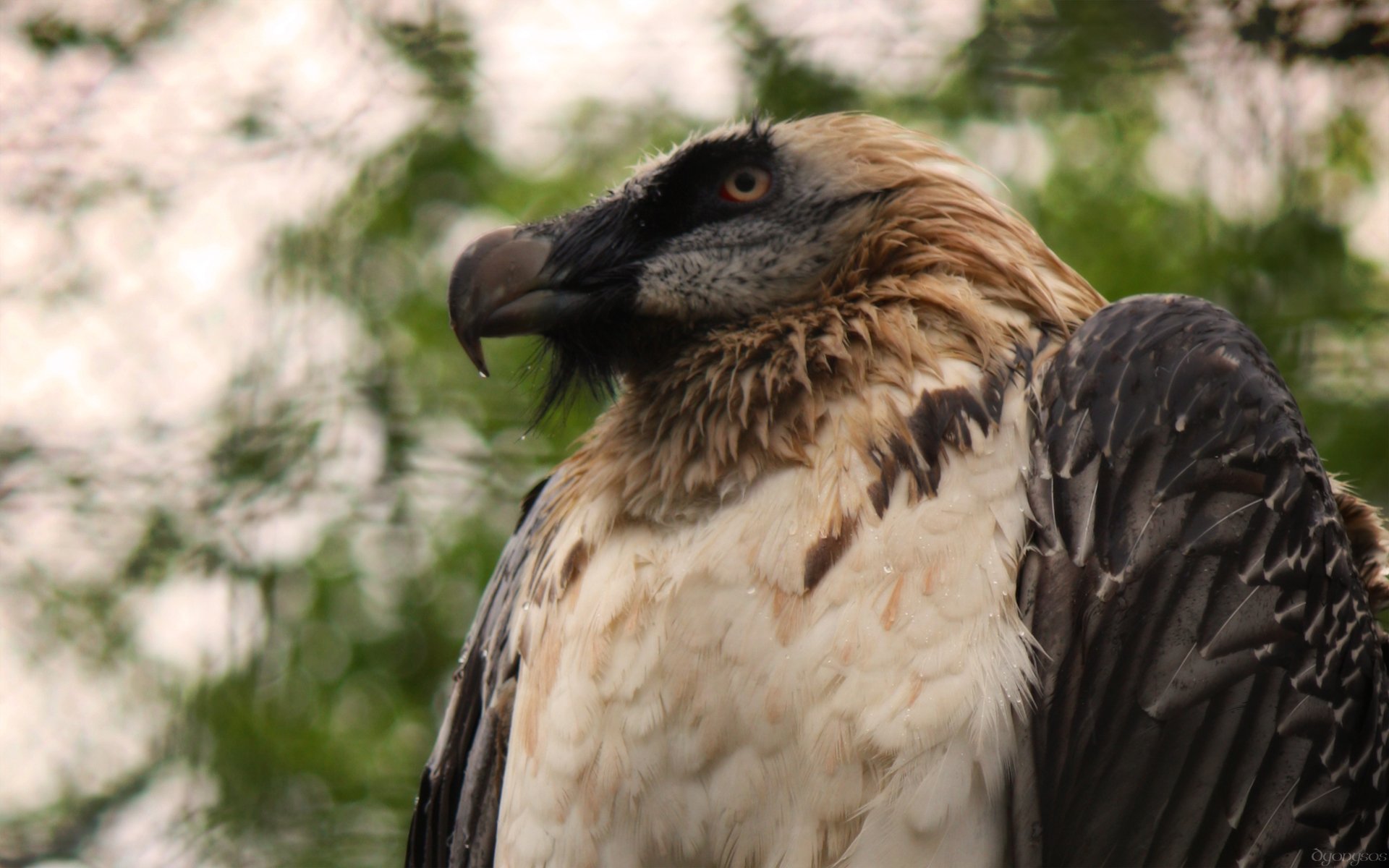 Wallpapers Animals Birds - Vultures Regard de vautour