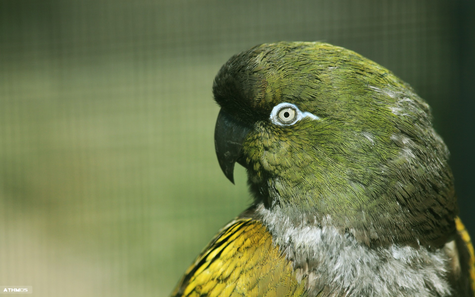 Wallpapers Animals Birds - Budgies Regard perant