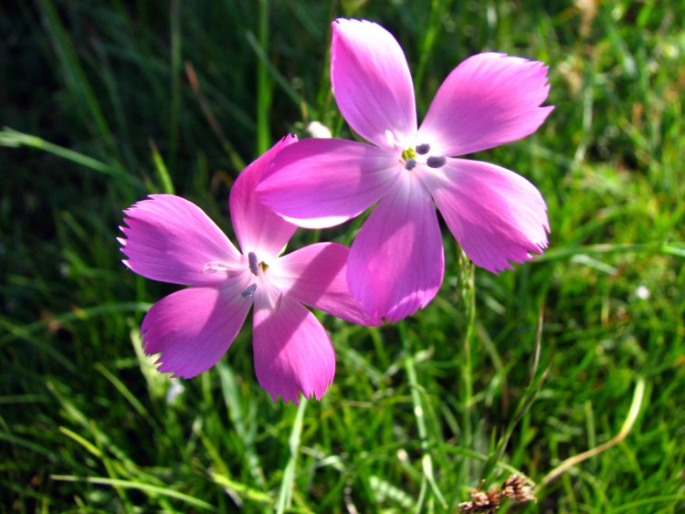 Wallpapers Nature Flowers oeillet girofle