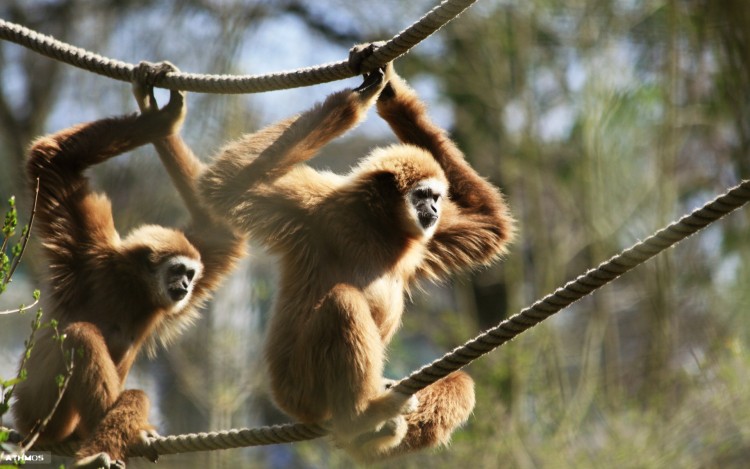 Wallpapers Animals Monkeys Synchronisation !