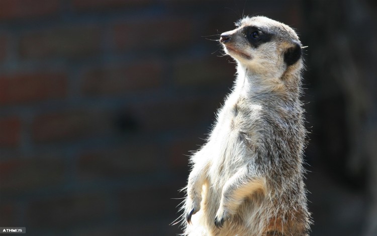 Fonds d'cran Animaux Suricates Attentif