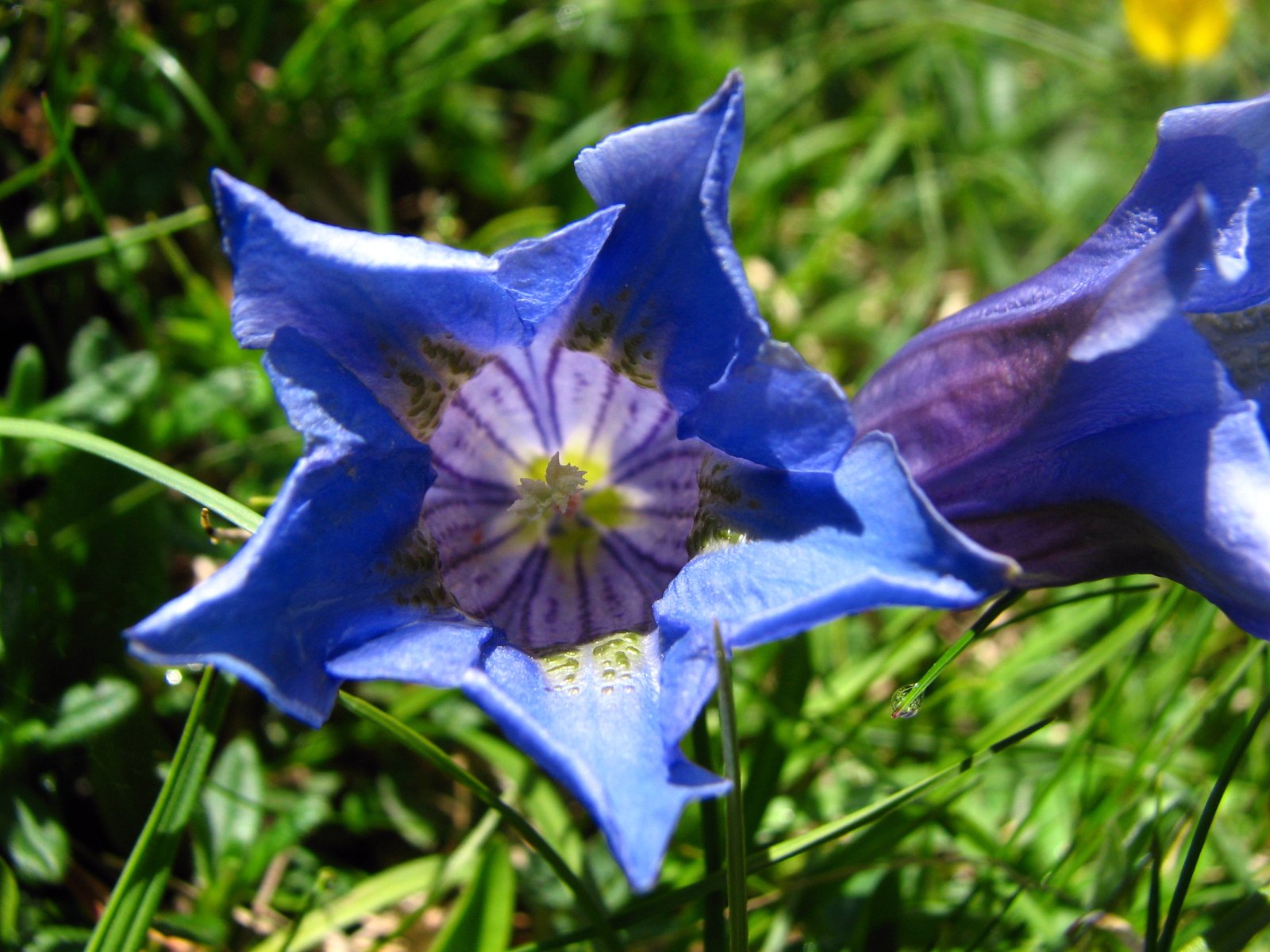 Fonds d'cran Nature Fleurs gentiane de koch