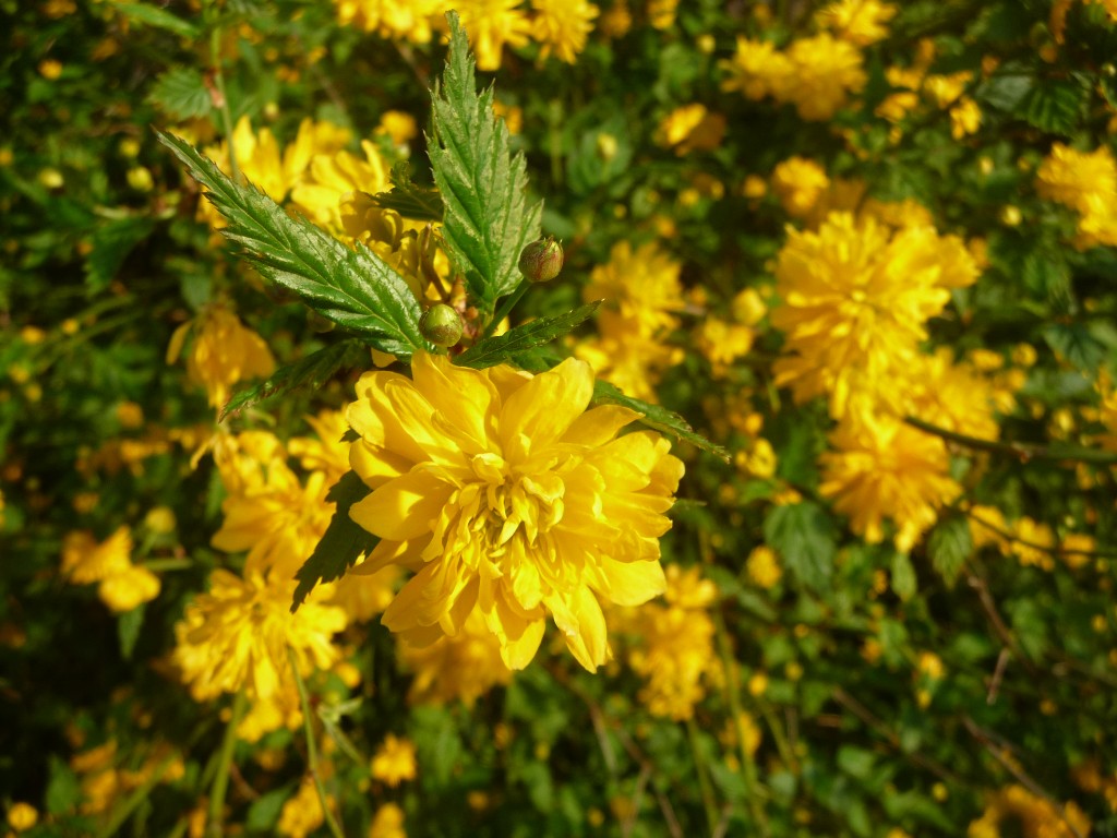 Fonds d'cran Nature Fleurs des corettes ensoleilles