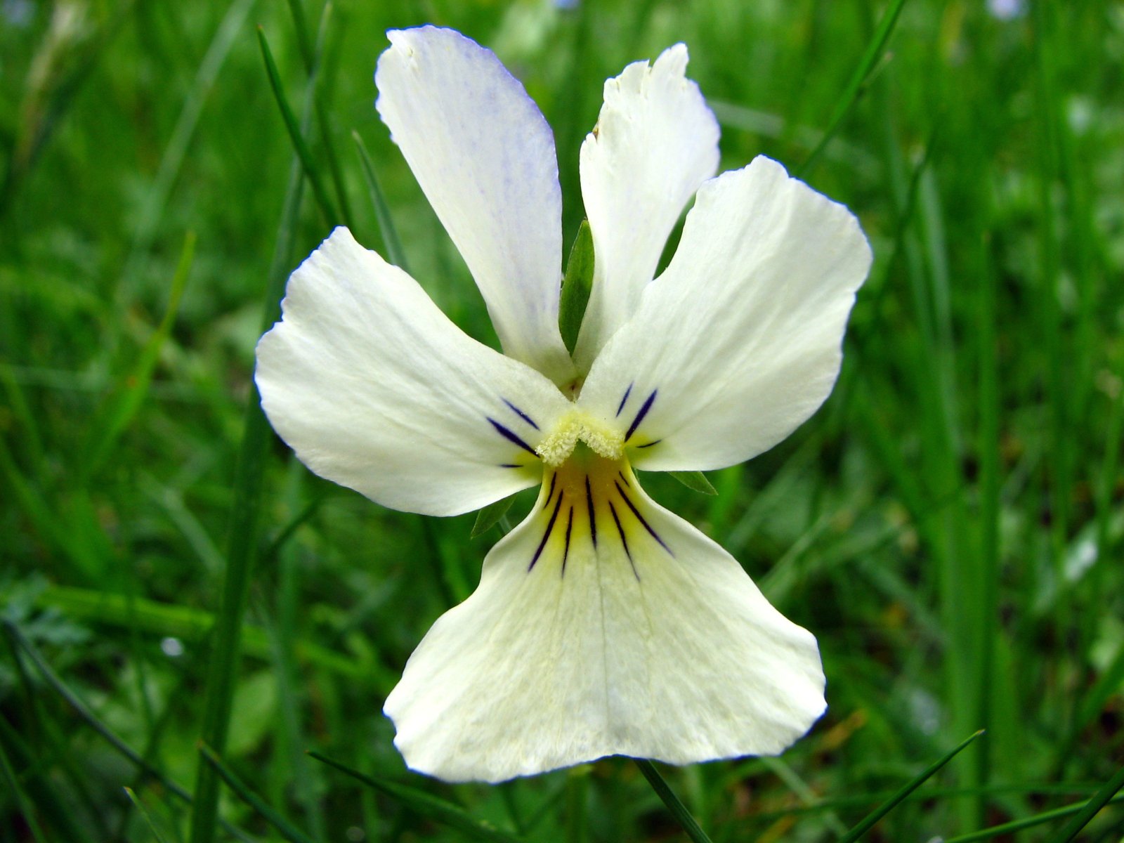 Wallpapers Nature Flowers Pense sauvage du Mercantour