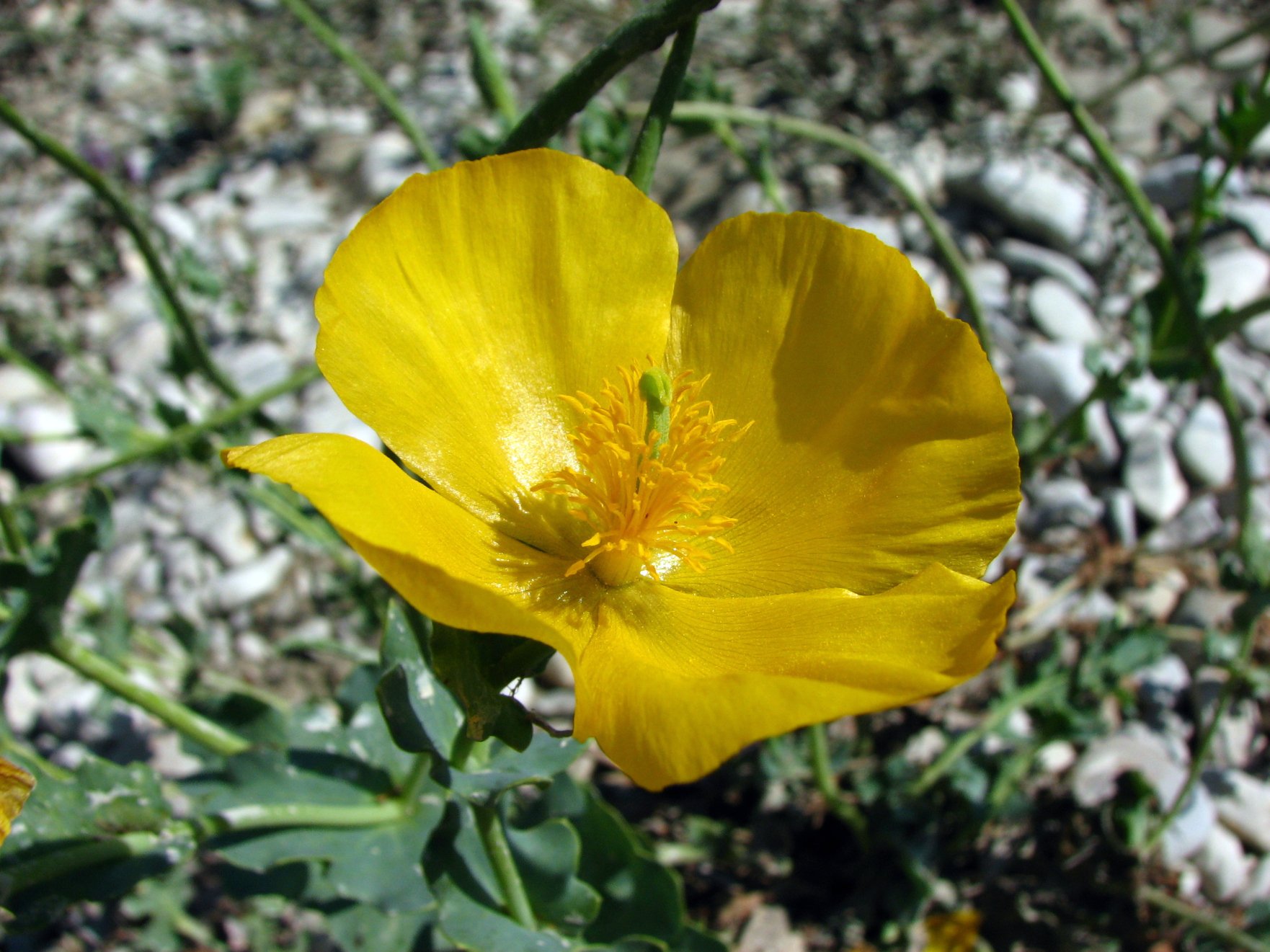 Fonds d'cran Nature Fleurs pavot des alpes