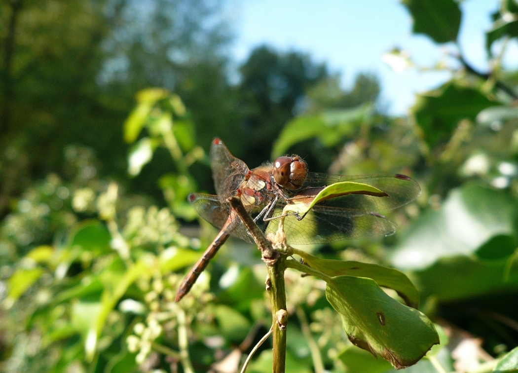 Fonds d'cran Animaux Insectes - Libellules Libellule au repos