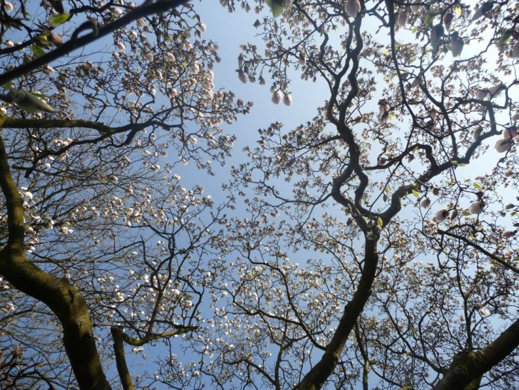 Fonds d'cran Nature Fleurs magnolia forever