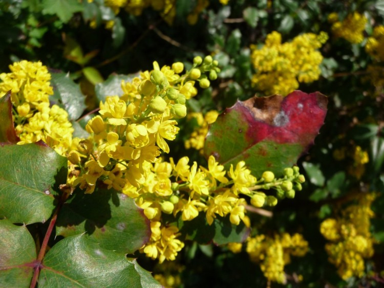 Fonds d'cran Nature Fleurs une si belle fleur