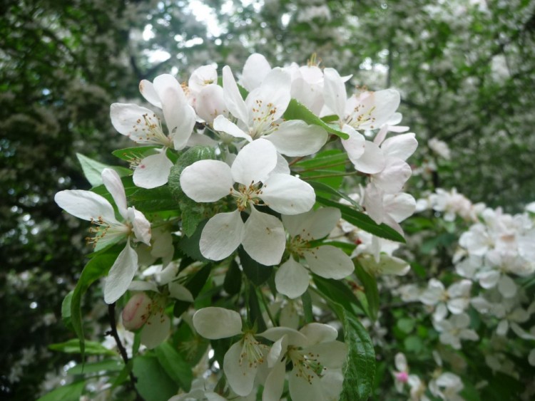 Wallpapers Nature Flowers de si belles fleurs 