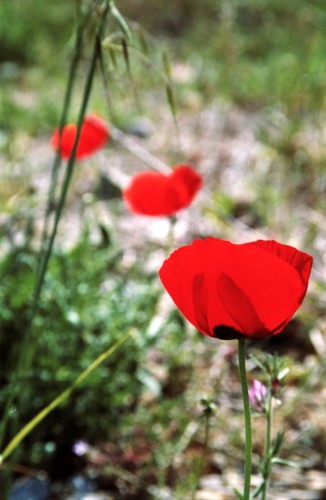 Wallpapers Nature Flowers Trois couleurs rouge...