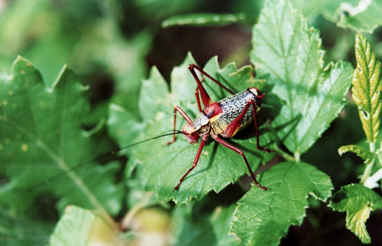 Wallpapers Animals Insects - Grasshoppers and Locusts It comes from outer space