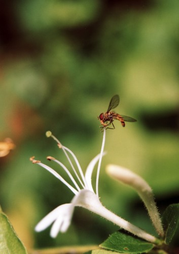 Wallpapers Nature Flowers Numro d'quilibriste