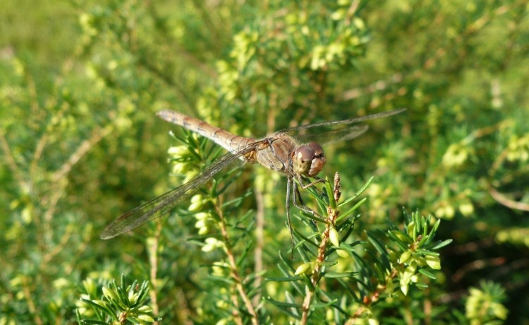 Wallpapers Animals Insects - Dragonflies Libellule au repos