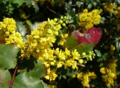 Fonds d'cran Nature une si belle fleur