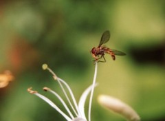 Fonds d'cran Nature Numro d'quilibriste