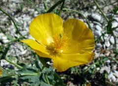 Fonds d'cran Nature pavot des alpes