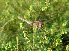 Fonds d'cran Animaux Libellule au repos