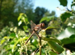 Fonds d'cran Animaux Libellule au repos