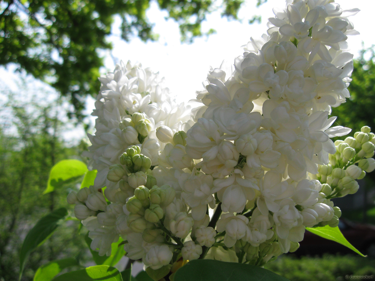 Fonds d'cran Nature Fleurs Lilas Blanc