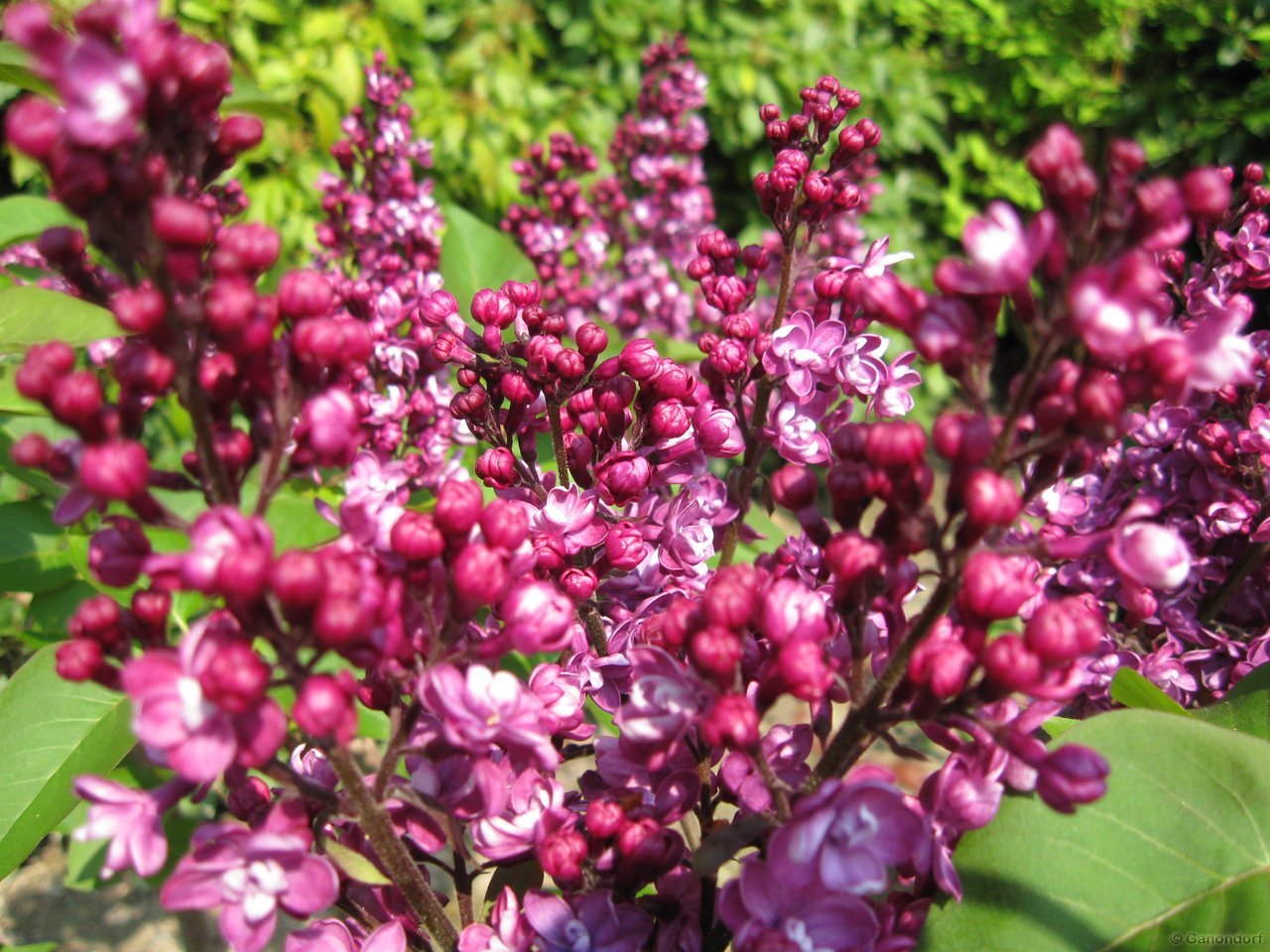 Wallpapers Nature Flowers Lilas rouge