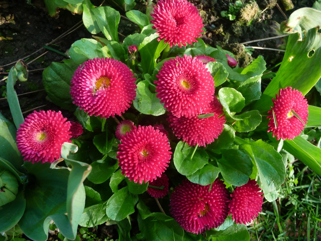 Fonds d'cran Nature Fleurs prtes  tre ceuillies