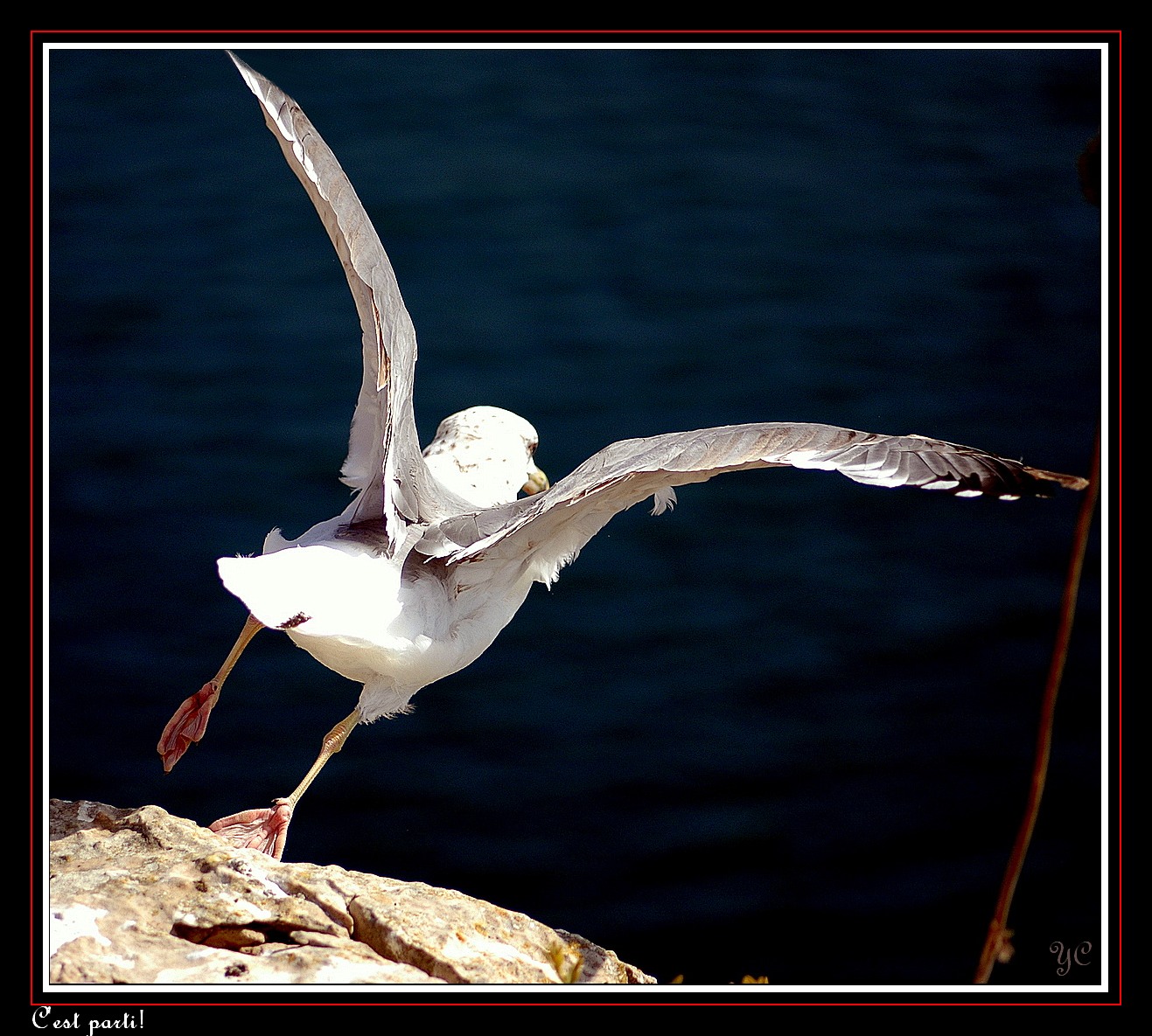 Wallpapers Animals Birds - Gulls C'est parti!