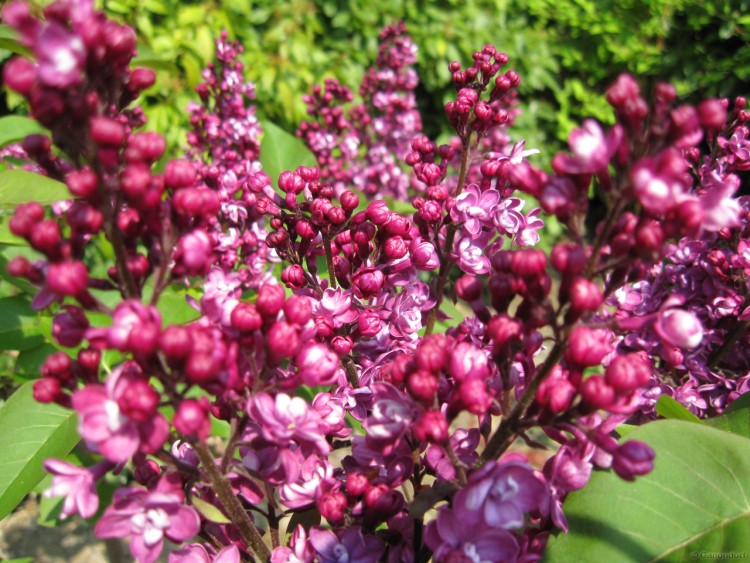 Fonds d'cran Nature Fleurs Lilas rouge