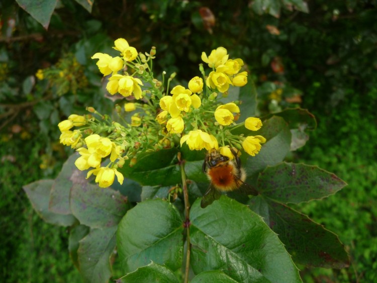 Fonds d'cran Animaux Insectes - Abeilles Gupes ... une abeille butine