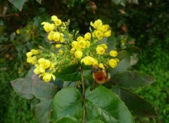 Fonds d'cran Animaux une abeille butine