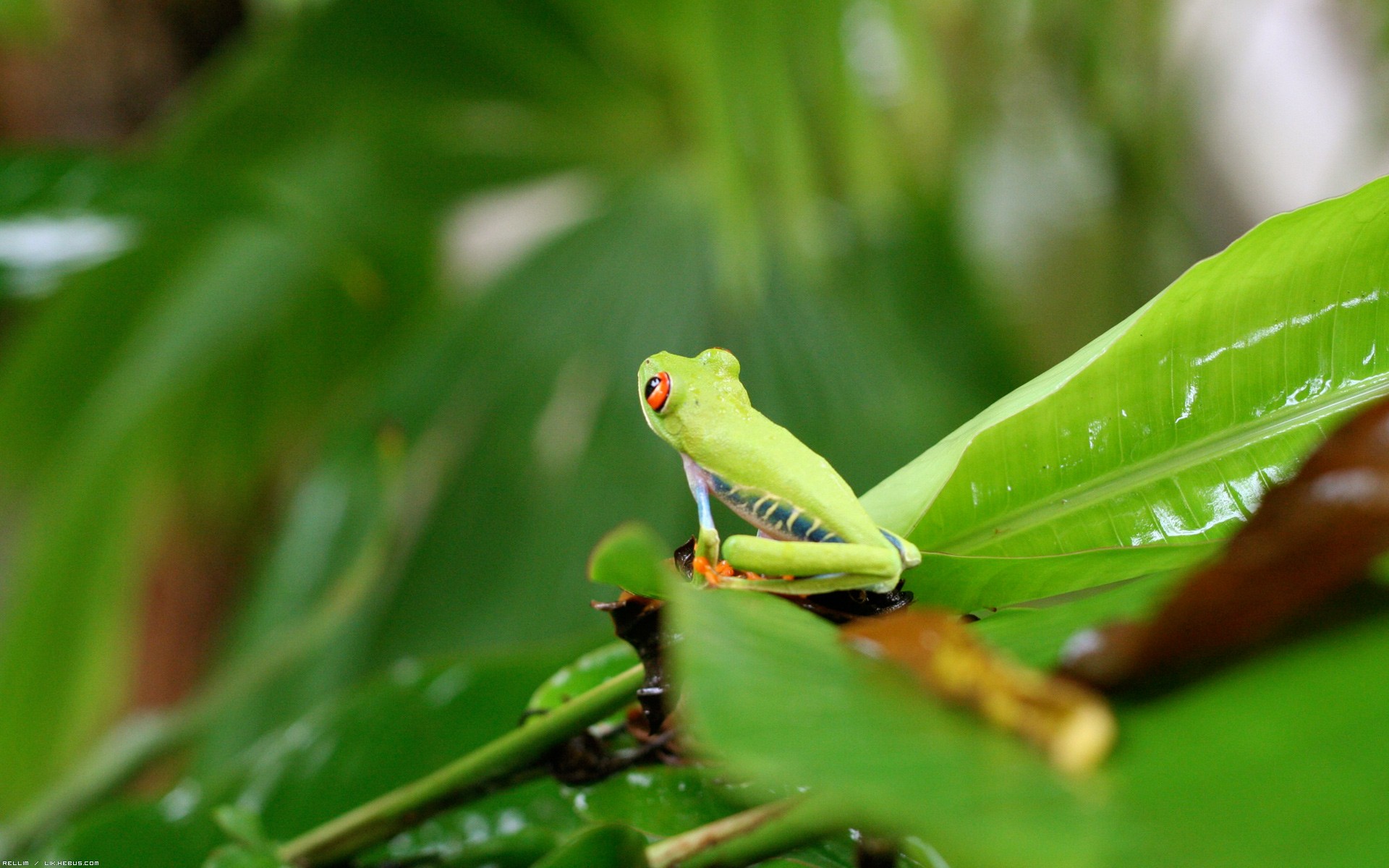 Wallpapers Animals Frogs - Toads Frle grenouille