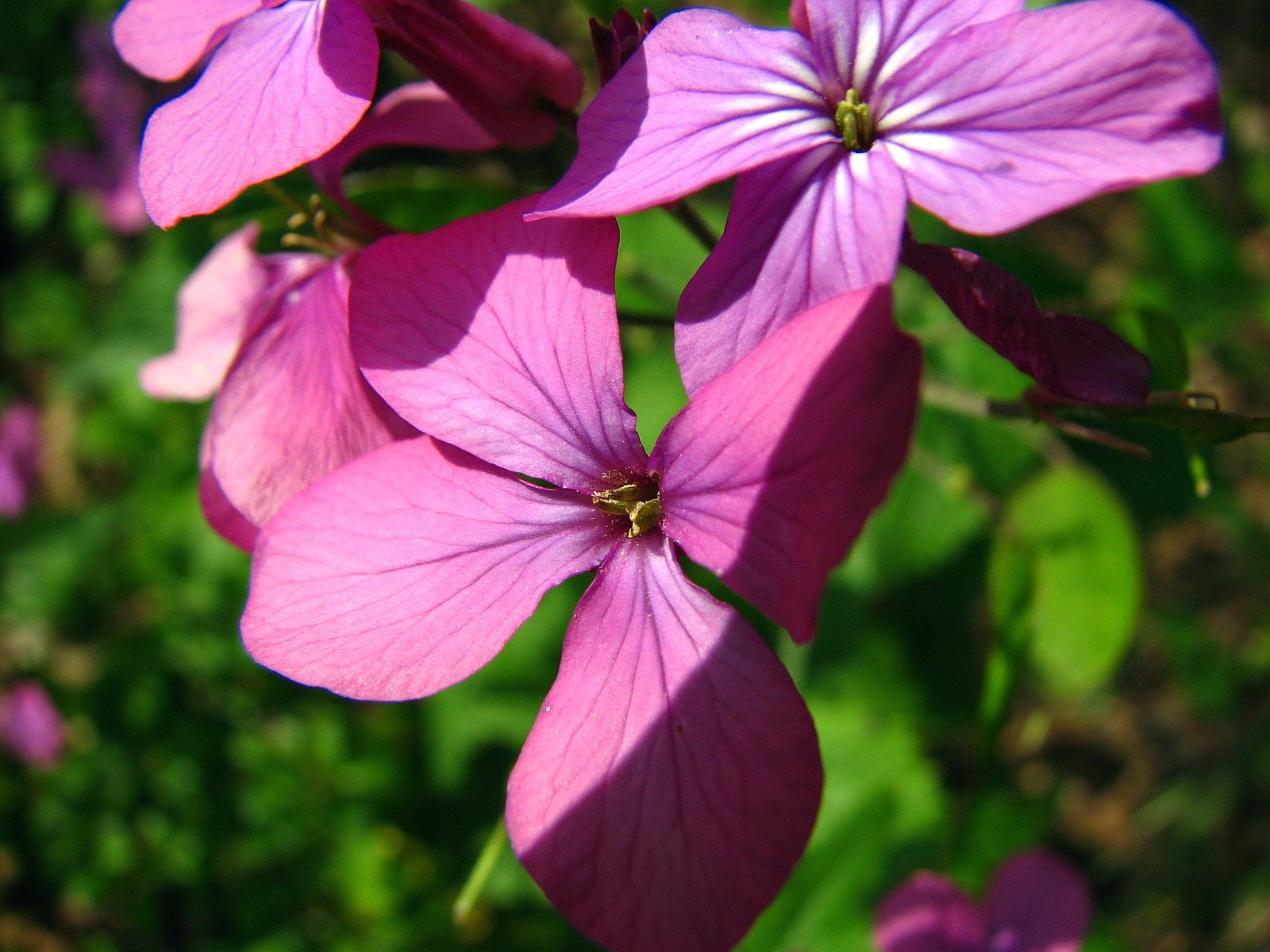 Fonds d'cran Nature Fleurs fleurs de la monnaie du pape