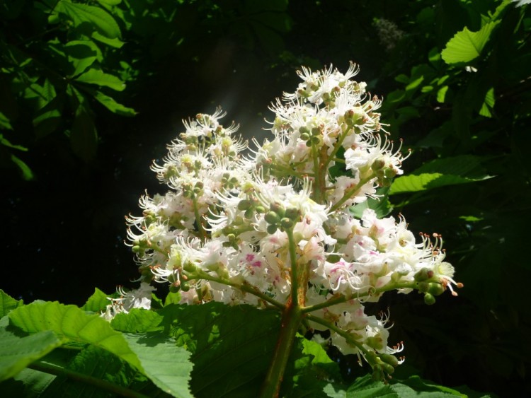 Wallpapers Nature Flowers une fleur de maronniers ensoleille