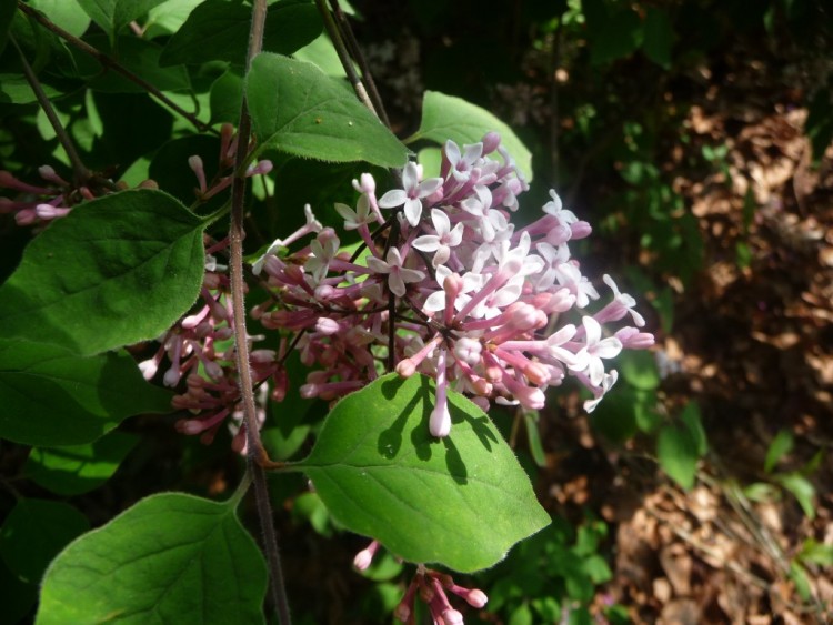 Wallpapers Nature Flowers une douce lumire resplendit