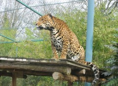 Fonds d'cran Animaux Leopard