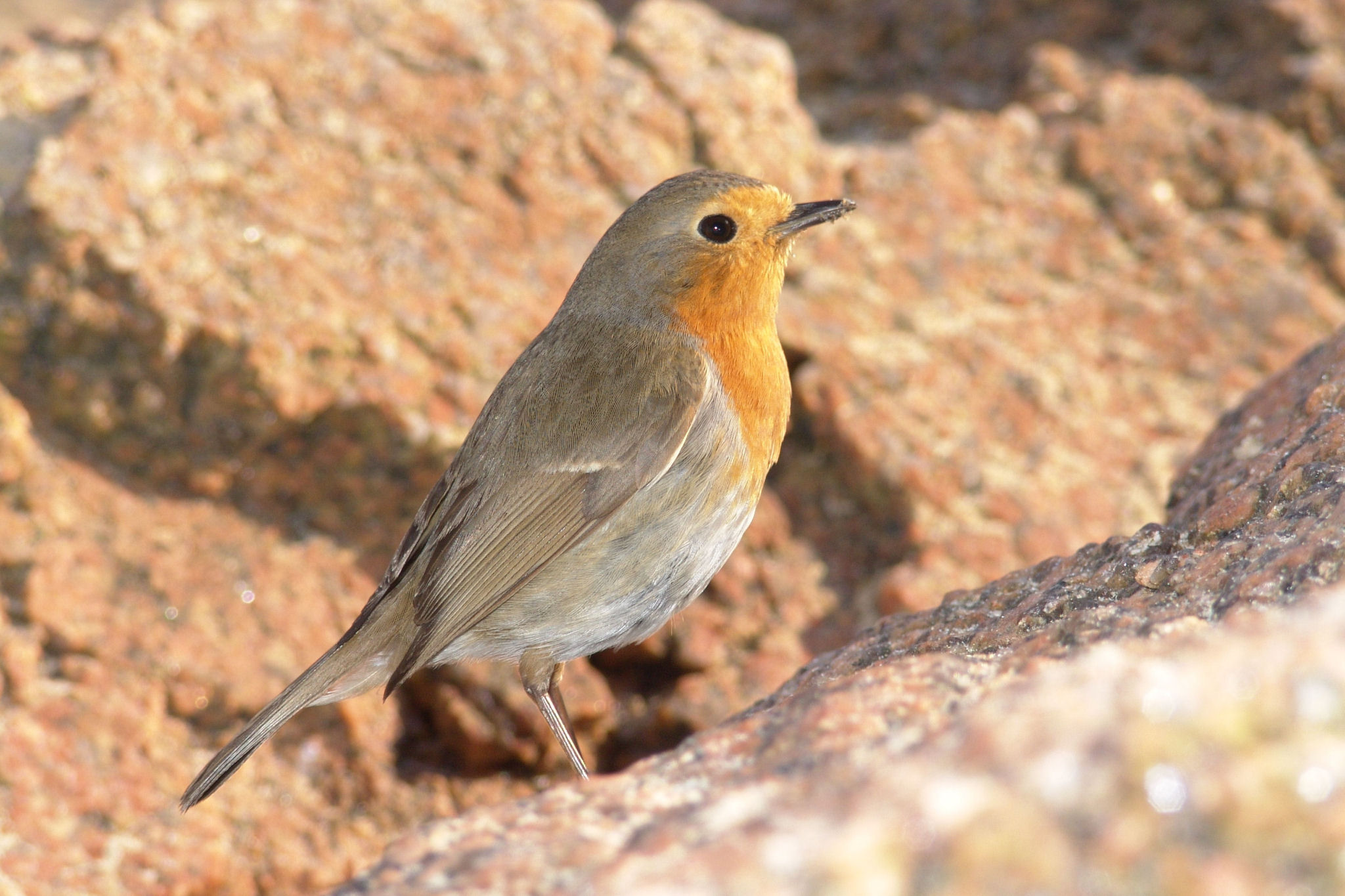 Wallpapers Animals Birds - Rougegorges Fragile va vie sur le granit