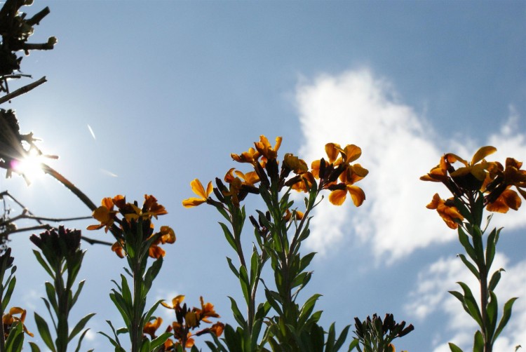 Wallpapers Nature Flowers Le printemps .