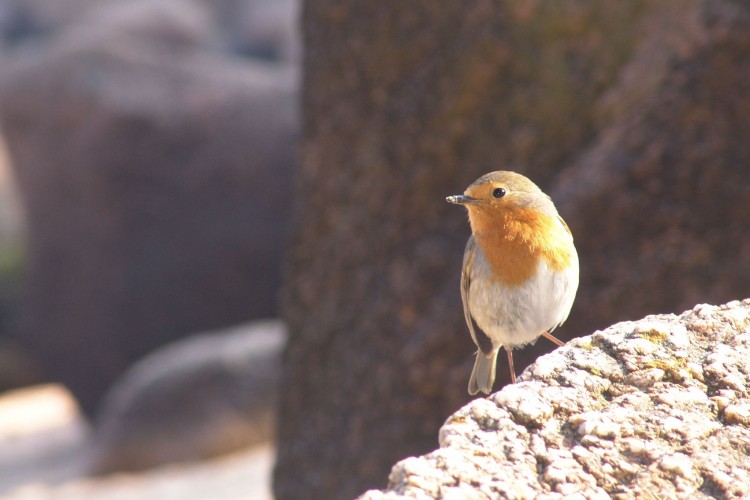 Fonds d'cran Animaux Oiseaux - Rougegorges Rouge-gorge  Ploumanach'