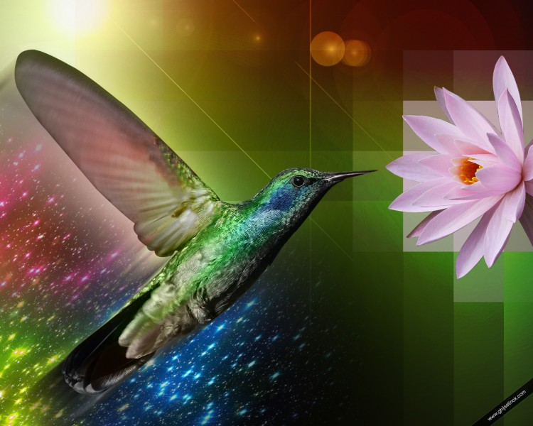 Wallpapers Digital Art Animals Colibri Flower