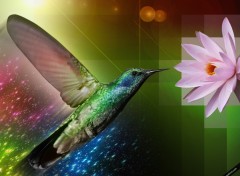 Wallpapers Digital Art Colibri Flower