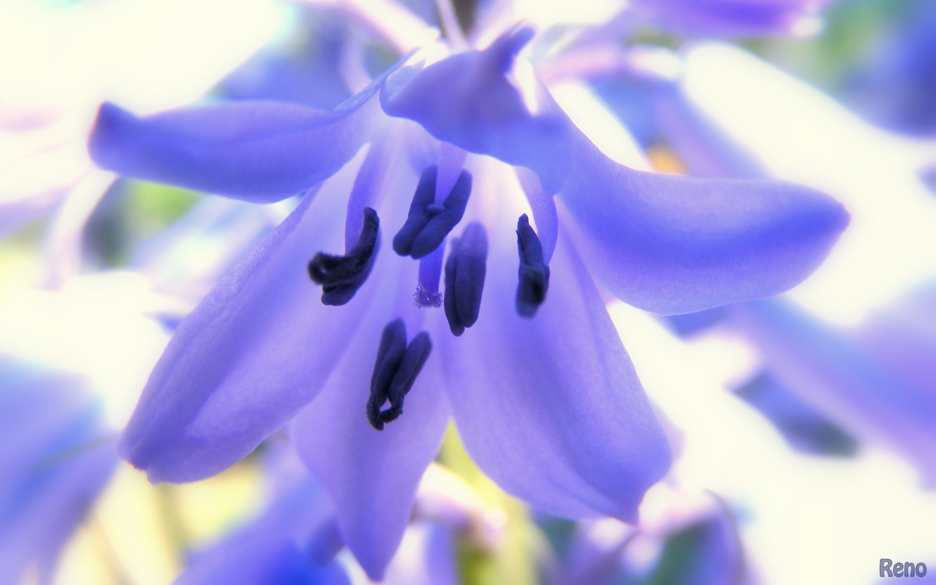 Fonds d'cran Nature Fleurs 