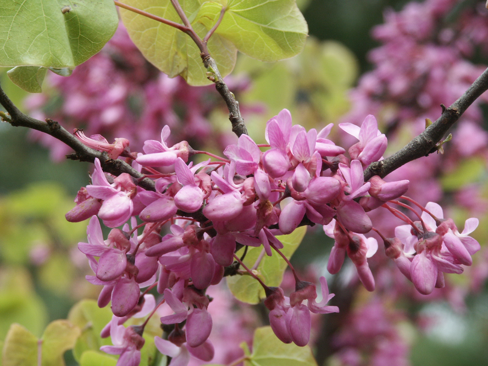 Fonds d'cran Nature Plantes - Arbustes Arbuste en fleur rose