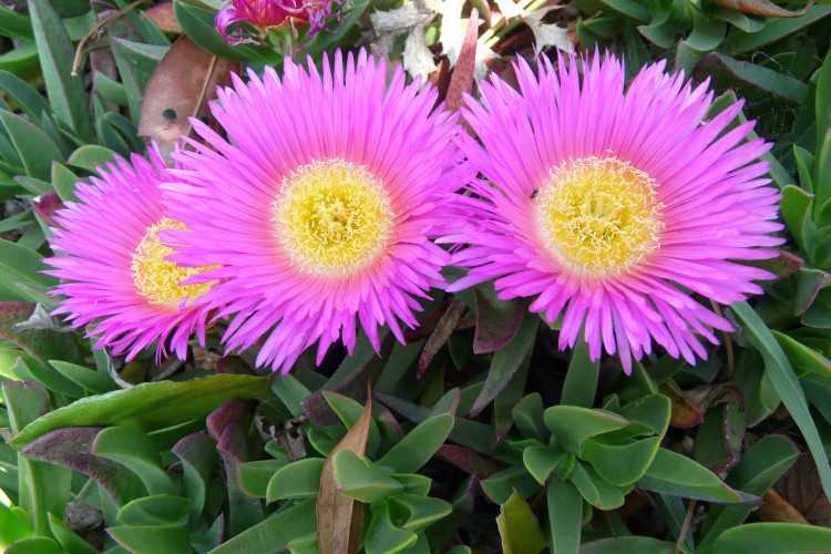 Wallpapers Nature Flowers carpobrotus