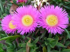 Fonds d'cran Nature carpobrotus