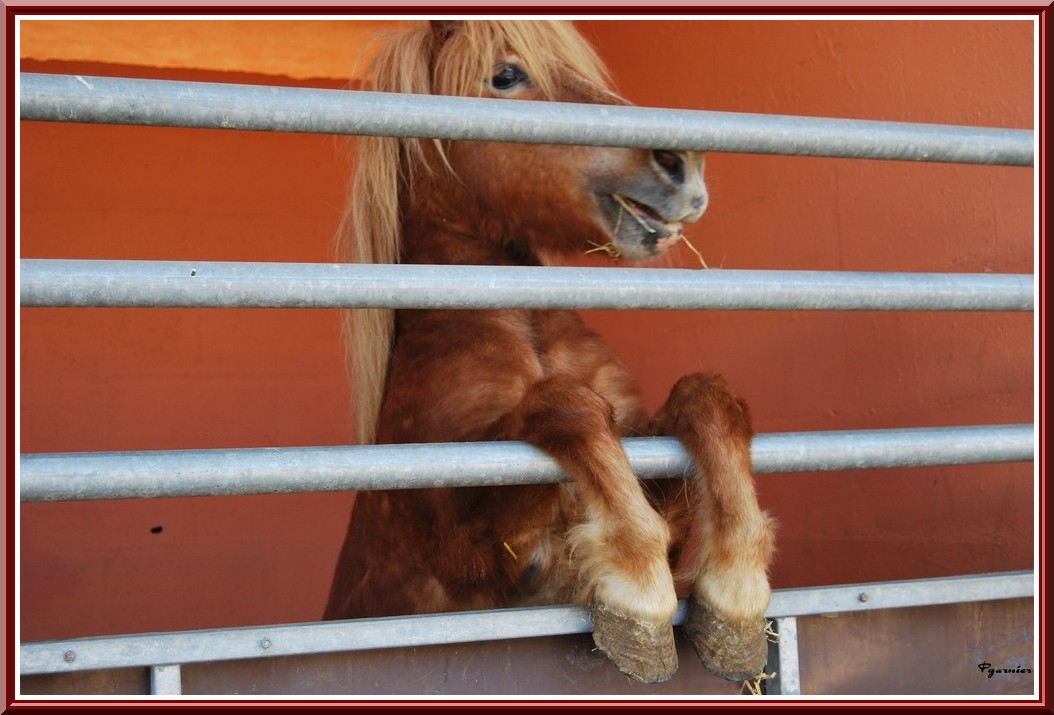 Fonds d'cran Animaux Chevaux Le curieur.