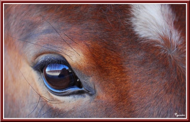 Wallpapers Animals Horses Noisette