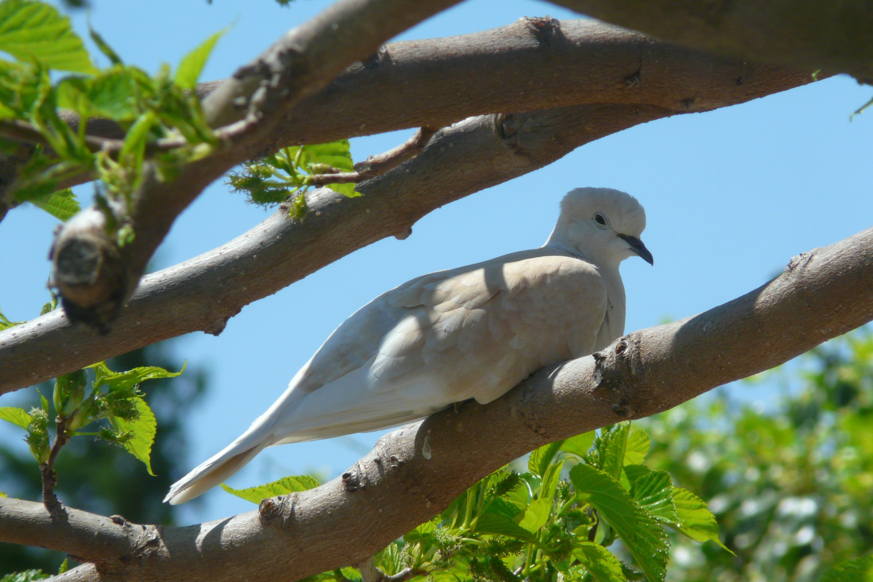 Wallpapers Animals Birds - Pigeons and Doves Repos  l'ombre.